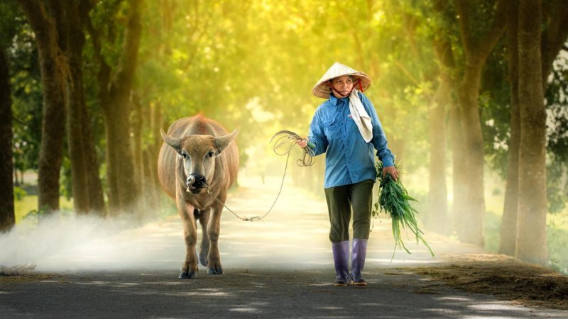 hinh-anh-binh-yen-lang-que-tinh-lang-7