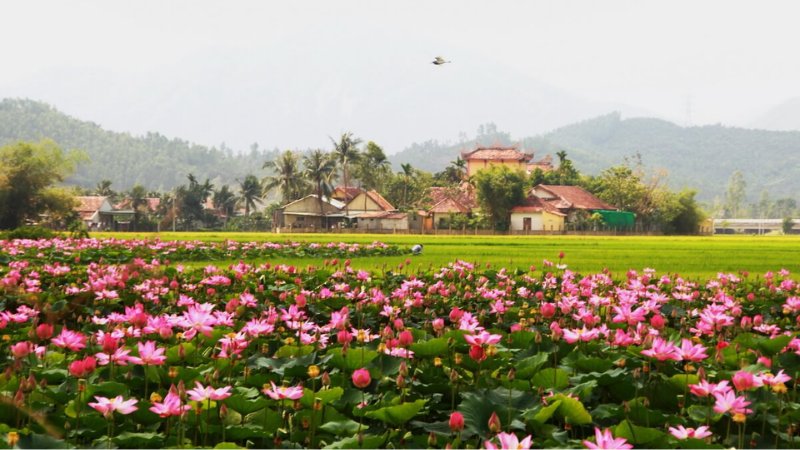 hinh-anh-binh-yen-lang-que-tinh-lang-10