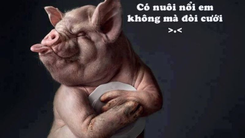 hinh-anh-vui-nhon-7