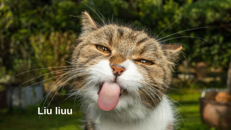 hinh-anh-vui-nhon-32