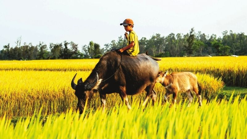 anh-dong-que-71