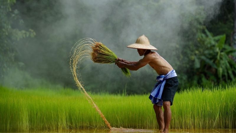 anh-dong-que-84