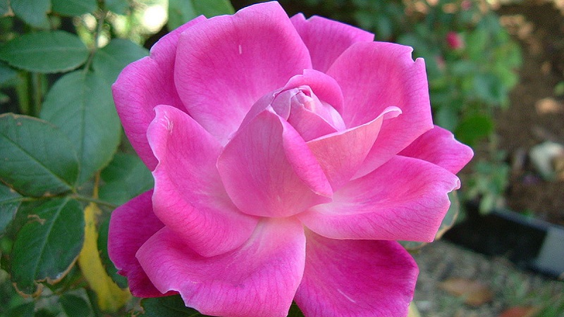 y-nghia-hoa-hong-5