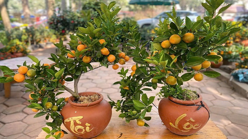 tang-qua-tet-8