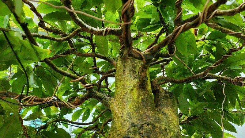 cach-cham-soc-mai-sau-Tet-7