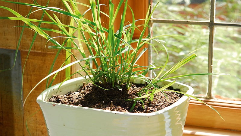 meo-duoi-muoi-3